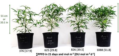 Supplemental greenhouse lighting increased the water use efficiency, crop growth, and cutting production in Cannabis sativa